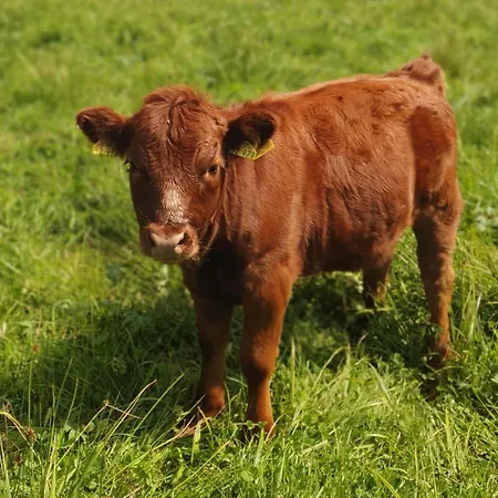 Huettenwiesenhof Ketterer דירה